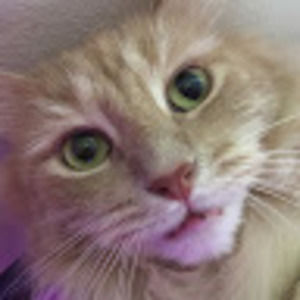 Meet your Posher, Matt